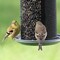 Perky-Pet Wild Bird and Finch 2.85 lb Metal Dual Mesh Bird Feeder TSS00349 - alternate 4