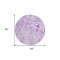 Homeroots 8' Lavender And Purple Round Floral Washable Indoor Outdoor Area Rug 583120 - alternate 4