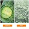 Wrightmaster 8.2 ft. x 10 ft. Insect Screen and Garden Netting Against Bugs, Birds and Squirrels of Mesh Netting ZOR-HONGWANG - alternate 4