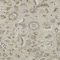 Homeroots 8' X 10' Beige Brown And Gray Floral Washable Indoor Outdoor Area Rug 597797 - alternate 8