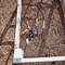 Corona Tools Classic Wooden Handle Bulb Planter CT 4080 - alternate 3