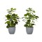 Monarch Specialties Artificial Plant, 14'' Tall, Ficus, Indoor, Fake, Decorative, Green Leaves, Grey Pots, 2PK I 9558 - alternate 2