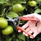 Ars GrowTech Needlenose Fruit Pruner HP300L - alternate 2