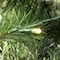 Celebrations 3 ft. Slim LED 50 ct Skinny Cashmere Table Top Color Changing Christmas Tree 24-01011A - alternate 8