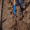 Corona Tools Trench Shovel, 28 Degree, 3 in. Head, Ash Hardwood Handle SS 64303 - alternate 3