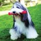 Kong Squeezz PSS1 Dog Toy, L, Squeaker, Stick, Rubber, Amethyst/Emerald/Ruby/Sapphire KO-PSS1 - alternate 3