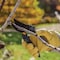 Woodland 8'' Compact Duralight Bypass Pruner 05-2002-100 - alternate 5