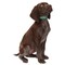 Casual Canine Dog Collar, 14 to 20 in L Collar, 5/8 in W Collar, Nylon, Green ZA8871 14 43 - alternate 4