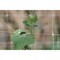 Tenax Hortanova 48''x8 ' Polypropylene Trellis Netting 2A150057 - alternate 6