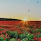 Homeroots 24" Red Blue And Gold Solid Wood and Acrylic Silent Poppies Floral Wall Clock 626579 - alternate 7
