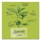 Splenda Stevia Sweetener Packet, 0.04 oz, 200PK HFP00612 - alternate 6
