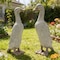 Homeroots Set of Two Gray Resin Duck Outdoor Statues 721385 - alternate 6