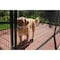 K9 Kennel Store 6ft X 8ft Basic Standard Dog KennelPowder Coated BWW6X8FK - alternate 4
