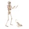 Fun World 14 in. Skeleton Walker Asst Halloween Decor 96121 - alternate 3
