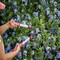 Corona Tools Extendable Hedge Shears with ComfortGEL Grip, 8 in. Blades, 17 in Handles HS 3344D - alternate 4