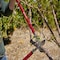 Corona Tools High-Torque RadialARC Bypass Lopper, 26 in., 2 in. Cut Capacity AL 6512 - alternate 4