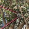 Corona Tools DualARC Orchard Lopper, 32 in., 2-1/4 in. Cut Capacity AL 8462 - alternate 3