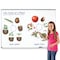 Learning Resources Giant Magnetic Plant Life Cycle, 12-Piece Set LER6045 - alternate 4
