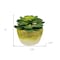 Homeroots 4" Green Succulent Artificial Succulent in a White And Yellow Pot 526889 - alternate 5