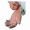 Ambitex V5201 Series Powder-Free Vinyl Gloves, 3 mil, Small, Clear, 100PK VSM5201 - alternate 3