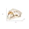 Homeroots Authentic Replica Sabertooth Skull Sculpture 392417 - alternate 4
