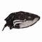 Ergodyne Chill-Its 6615 Bandana Doo Rag with Terry Cloth Sweatband, One Size Fits Most, Skulls 12519 - alternate 4
