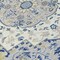 Homeroots 8' Navy Blue Ivory And Gray Round Oriental Washable Indoor Outdoor Area Rug 596640 - alternate 8