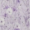 Homeroots 9' X 12' Lavender And Lilac Floral Washable Indoor Outdoor Area Rug 611154 - alternate 9