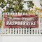 Signmission Farm Fresh Raspberries, 48 Inch x 120 Inch, Vinyl Banner B-120-30614 - alternate 4