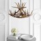 Jonathan Y Nelle 28.5" Adjustable Resin Antler 6-Light Chandelier, Brown JYL6302A - alternate 15