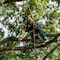 Sterling Triad Arborist Climbing Rope 11.9mm x 200 ft. No Splice TRI-RD-200-NS - alternate 9
