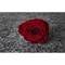 Apollo Tile Gray 11.8 in x 11.8 in Glass Glossy Floor and Wall Mosaic Tile 4.83 sqft/case, 5PK APLGEM8812A - alternate 8