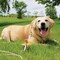 Boss Pet Guardian Gear XL Dog Stake & Tie-Out Combo 30 Ft. Q5730DOM99 - alternate 2