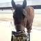 Renew Gold Bisquits - Horse Treats for All Horses 793573215727 - alternate 5