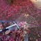 Kings County Tools Adjustable Metal Rake for Leaves Leaf Rake w/ Expandable Head & Long Telescopic Handle Yard Rake GW33A02-01 - alternate 8