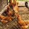 Wrightmaster 67.2 in. x 57 ft. 11 Gauge Reinforced Hot-Dip Galvanized Poultry Fencing ZOR-CP0017 - alternate 9