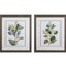Homeroots Set Of Two Seeded Eucalyptus Abstract Framed Art, 2PK 387792 - alternate 1