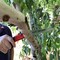 Corona Tools RazorTOOTH Saw Arborist Folding Pruning Saw, 7 in. Blade RS 7041 - alternate 2