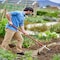 Corona Tools Cultivator, 4 Prong, 60 in. Aluminum Handle CV 60064 - alternate 3