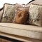 Homeroots 41" Tan Velvet Curved Sofa And Toss Pillows 348229 - alternate 5
