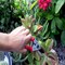 Corona Tools Yard Essentials Pocket Pruner BP13630 - alternate 4