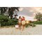 Picnic Time Family Of Brands Coronado Canvas and Willow Basket Tote, Beige Canvas 203-00-187-000-0 - alternate 8