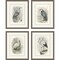 Homeroots Set Of Four Birds Brown Framed Print Wall Art, 4PK 526004 - alternate 1