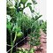 Tenax Hortanova 48''x8 ' Polypropylene Trellis Netting 2A150057 - alternate 7