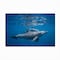 Trademark Fine Art Outdoor Canvas Art Barathieu Gabriel 'Pod Of Dolphin' Wall Art for Patios, or Gardens 1X11060-OC1624WR - alternate 5