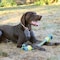 Pet Park Blvd Dog Toy, Chew, Fetch, Tug Toy, Paracord Rope Double Tennis Tug, Yellow US2056 99 - alternate 3