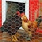 Garden Craft 48 in. H X 150 ft. L Galvanized Steel Poultry Netting 1 in. 164815 - alternate 4