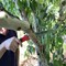 Corona Tools RazorTOOTH Saw Arborist Folding Pruning Saw, 7 in. Blade RS 7041 - alternate 3