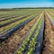 Farm Plastic Supply Black Plastic Sheeting 10 mil 5FT x 100FT Polyethylene Vapor Barrier, Heavy Duty Painters Tarp Z-10BP5x100 - alternate 3