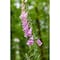 Panacea 28 in. H X 1.5 in. W X 0.5 in. D Green Metal Plant Stake 89335A - alternate 5